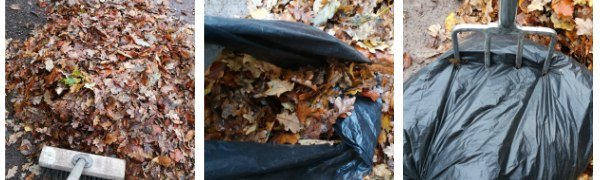Making Leafmould Beechfield Bonsai