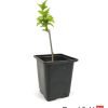 Hibiscus China Chiffon Starter Bonsai Beechfield Bonsai