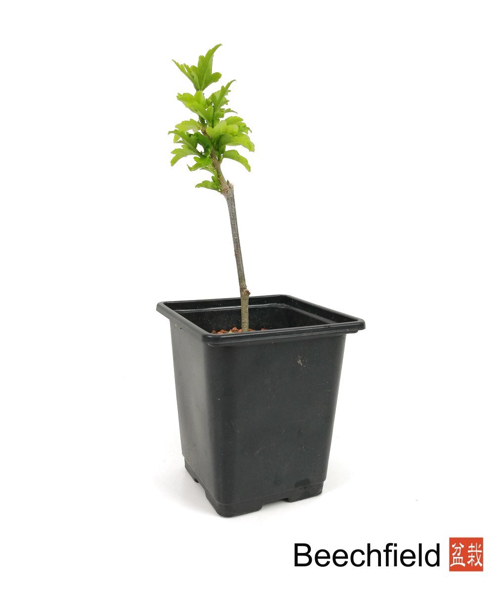 Hibiscus China Chiffon Starter Bonsai Beechfield Bonsai