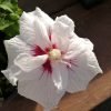 Hibiscus China Chiffon Starter Bonsai Beechfield Bonsai