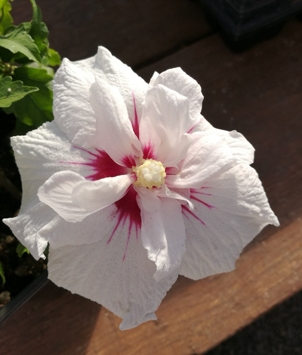 Hibiscus China Chiffon Starter Bonsai Beechfield Bonsai