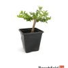 Lonicera Nitida Japanese Honeysuckle Starter Bonsai Beechfield Bonsai