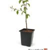 Prunus Spinosa Sloe Blackthorn Starte Bonsai Beechfield Bonsai