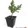 San Jose Juniper Starter Bonsai Beechfield Bonsai