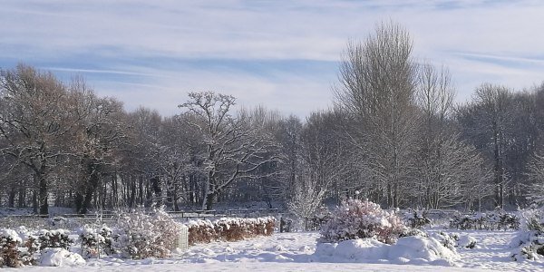 Snowy Day Shifnal Shropshire 2017 Beechfield Bonsai