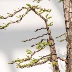 Bonsai Trees