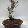 Shohin Japanese Maple