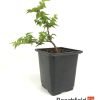 Jacqueline Hillier Elm Starter Bonsai 9cm Beechfield Bonsai
