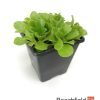 Gypsophila Cerastioides Kusamono Bonsai Accent Alpine Plant Beechfield Bonsai