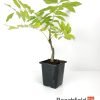 Wisteria Starter Bonsai Tree Beechfield Bonsai