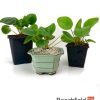 Chinese Money Plant - Pilea Peperomioides Beechfield Bonsai