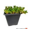 Delosperma Sani Pass Bonsai Accent Plant Beechfield Bonsai-7cm