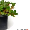Delosperma Sani Pass Bonsai Accent Plant Beechfield Bonsai-7cm
