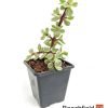 Portulacaria Afra Variegata Bonsai Tree Plant Beechfield Bonsai 7cm