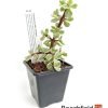 Portulacaria Afra Variegata Bonsai Tree Plant Beechfield Bonsai 7cm