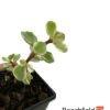 Portulacaria Afra Variegata Bonsai Tree Plant Beechfield Bonsai 7cm