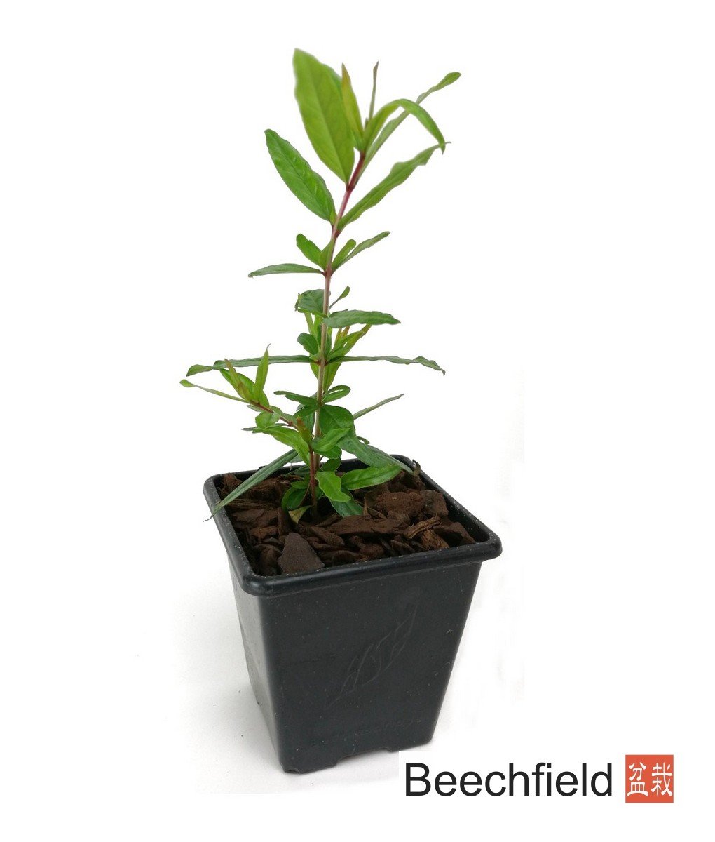 Punica Granatum Starter Bonsai Tree Plant Beechfield Bonsai 7cm