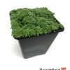 Saxifraga Paniculata var. Minutifolia Kusamono Bonsai Accent Plant Alpine Beechfield Bonsai