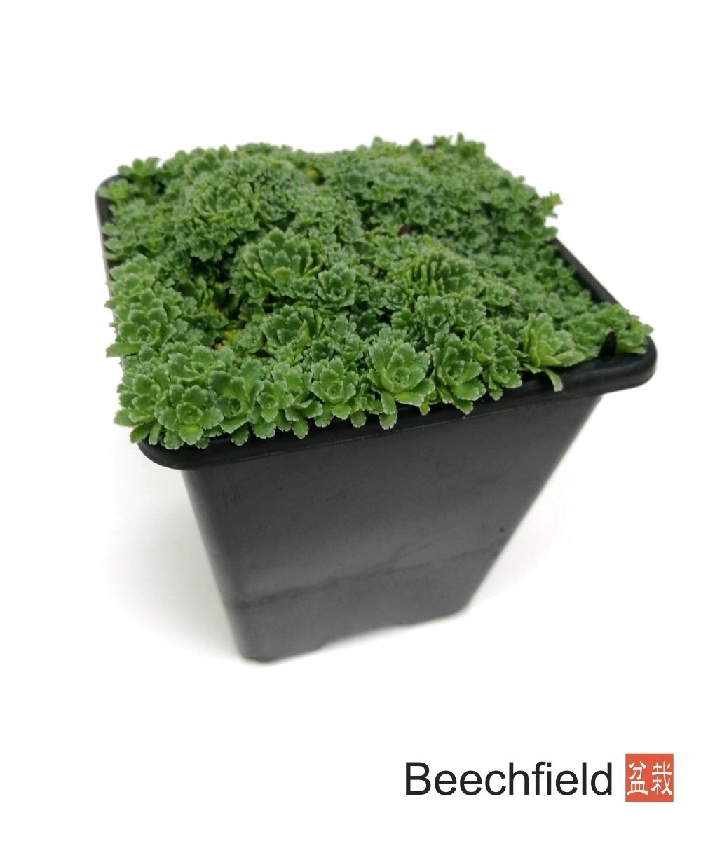 Saxifraga Paniculata var. Minutifolia Kusamono Bonsai Accent Plant Alpine Beechfield Bonsai
