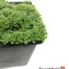 Saxifraga Paniculata var. Minutifolia Kusamono Bonsai Accent Plant Alpine Beechfield Bonsai