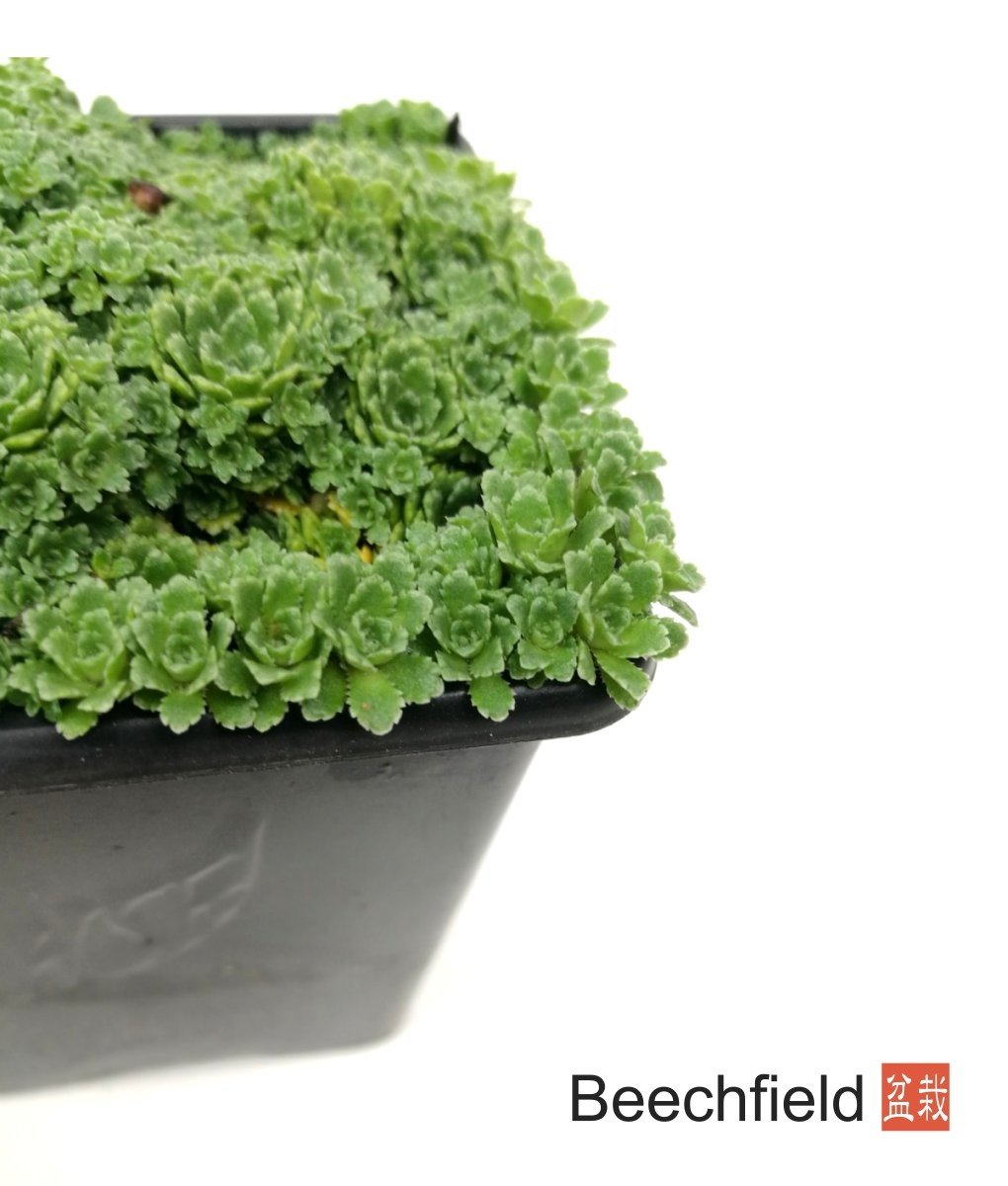 Saxifraga Paniculata var. Minutifolia Kusamono Bonsai Accent Plant Alpine Beechfield Bonsai