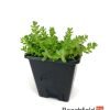 Sedum Acre Bonsai Accent Plant Beechfield Bonsai-7cm
