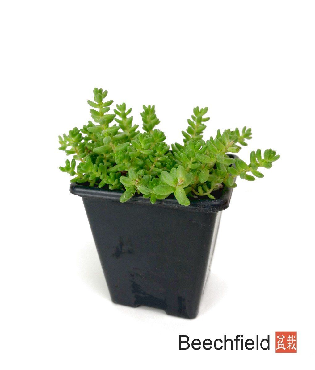 Sedum Acre Bonsai Accent Plant Beechfield Bonsai-7cm