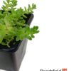 Sedum Acre Bonsai Accent Plant Beechfield Bonsai-7cm