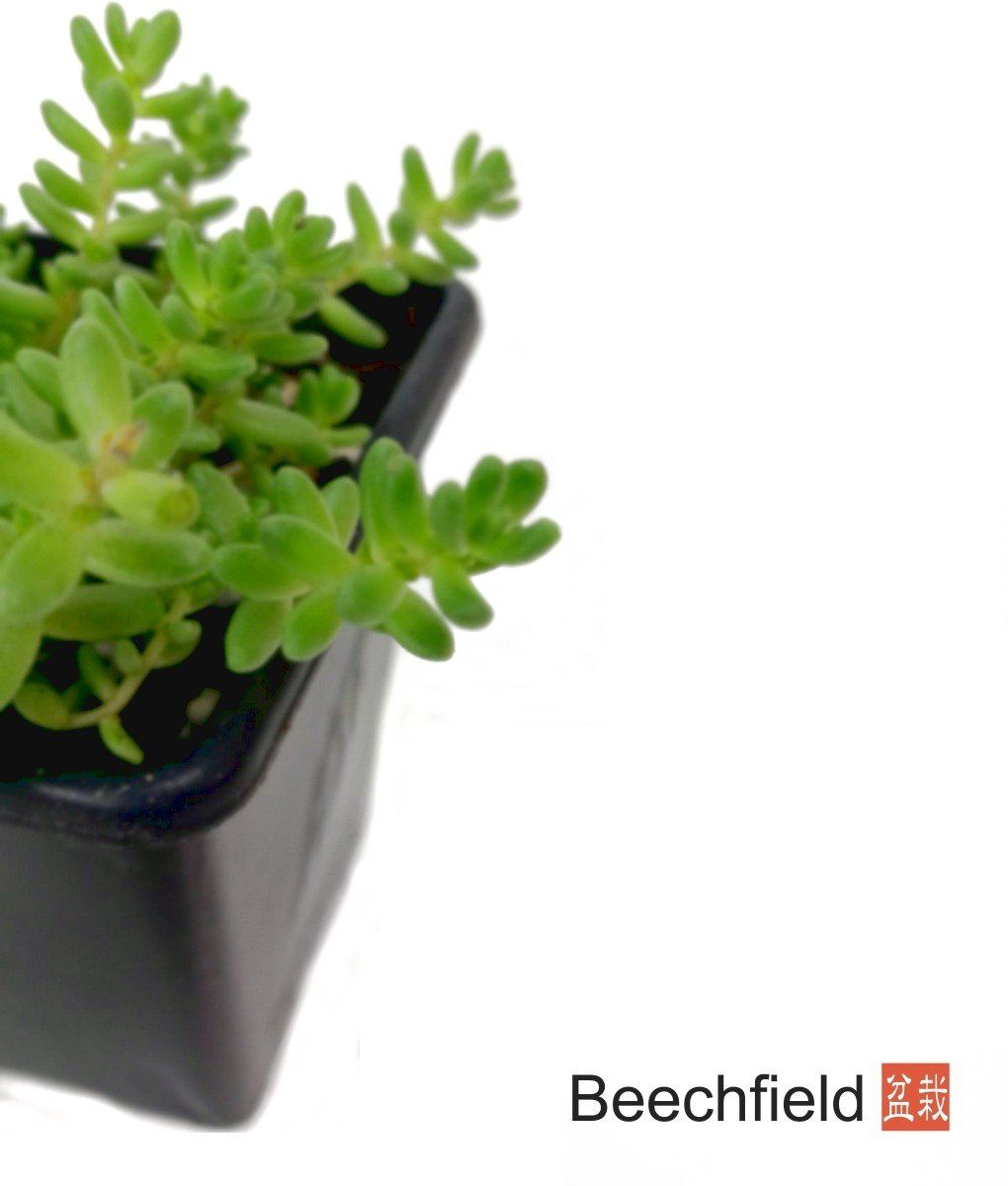 Sedum Acre Bonsai Accent Plant Beechfield Bonsai-7cm