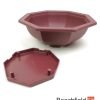 XLP005 Plastic Octagonal Shaped Bonsai Training Pot 195mm Beechfield Bonsai