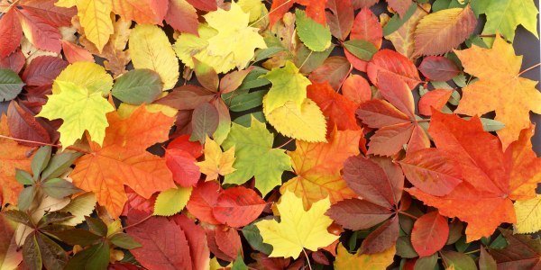 Colourful Fallen Leaves on the Ground Autumn