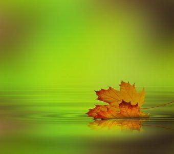 September Leaf on Water Autumn Beechfield Bonsai