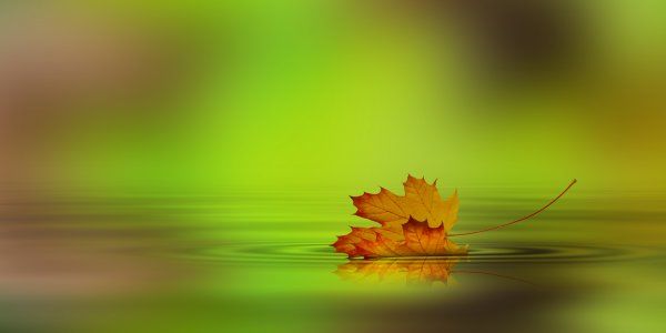 September Leaf on Water Autumn Beechfield Bonsai