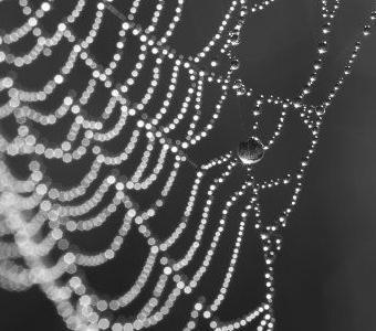 Spiders web covered in early morning dew