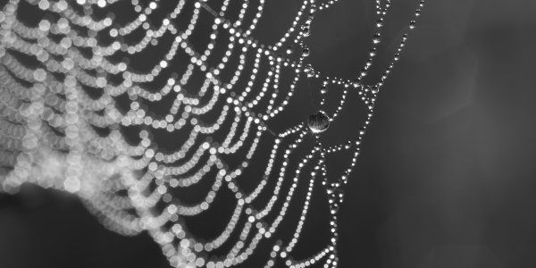 Spiders web covered in early morning dew