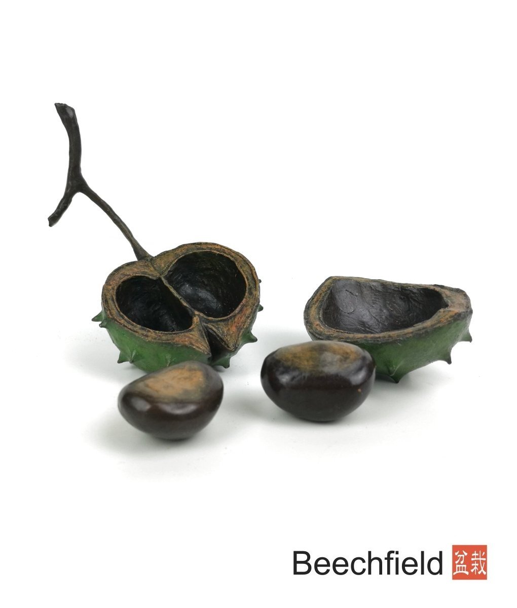 1033 Large Conker Bronze Figurine Figure Miniature Collectable Limited Beechfield Bonsai