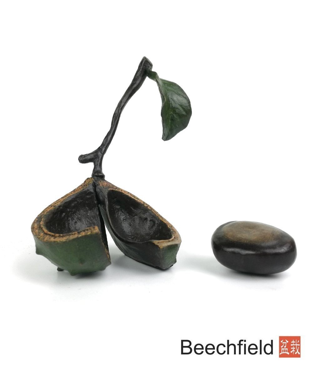 1037 Single Conker Bronze Figurine Figure Miniature Collectable Limited Beechfield Bonsai