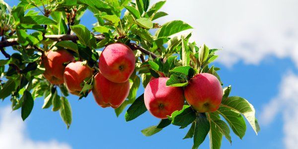 Apples on the Branch August Garden Summer Beechfield Bonsai
