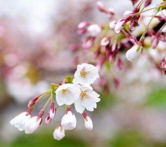 April Cherry Blossom Tree Spring Beechfield Bonsai