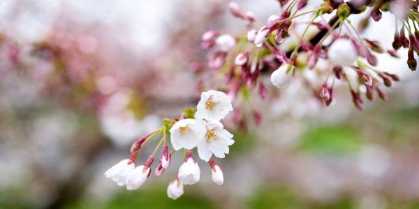 April Cherry Blossom Tree Spring Beechfield Bonsai