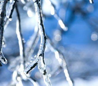 Frozen branches on a tree December