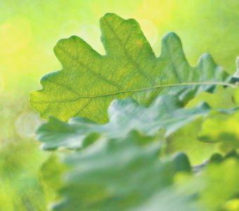 Green Oak Leaves May Garden Spring Beechfield Bonsai