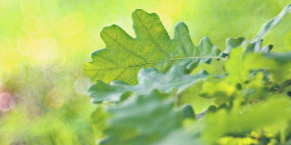 Green Oak Leaves May Garden Spring Beechfield Bonsai