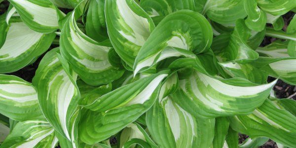 Hosta Plants Bonsai Accents