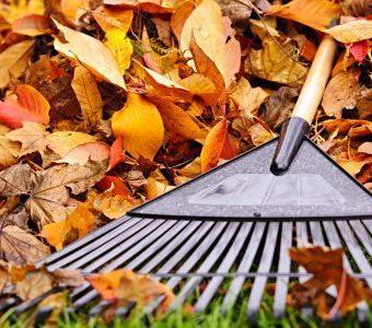 Leaves being raked up on a lawn during Autumn