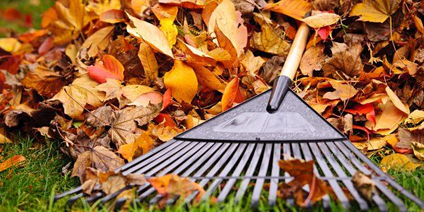 Leaves being raked up on a lawn during Autumn