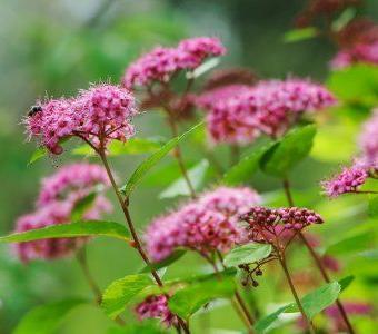Spirea Japonice July Garden Summer Beechfield Bonsai