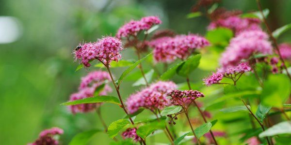 Spirea Japonice July Garden Summer Beechfield Bonsai