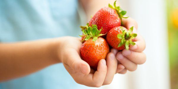 Strawberries in Childs Hands June Garden Summer Becchfield Bonsai
