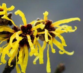 Witch Hazel Hamamelis February Winter